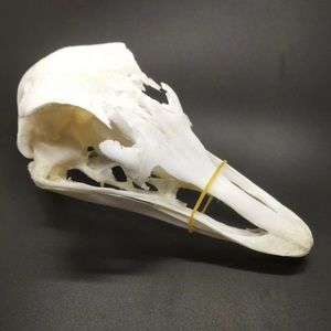 Awesome Real Ostrich Skull Oddity Taxidermy Decor